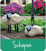 Schapen