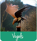 Vogels